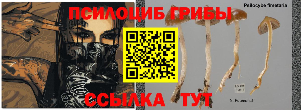 Псилоцибиновые грибы Psilocybe  Вход с VPN  Галлюциногенные грибы прущие грибы  Новозыбков 
